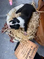 Dakota-AKC-Female, a male Boxer for sale in Turlock, CA – Photo 2 of 4