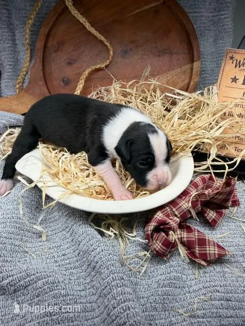 Dakota-AKC-Female – Boxer puppy for sale in Turlock, CA