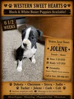Jolene- AKC-Female, a female Boxer for sale in Turlock, CA – 5 of 10