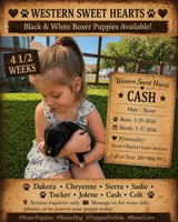 Cash- AKC-Male, a male Boxer for sale in Turlock, CA – 5 of 10