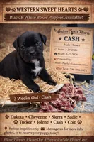 Cash- AKC-Male, a male Boxer for sale in Turlock, CA – 6 of 10