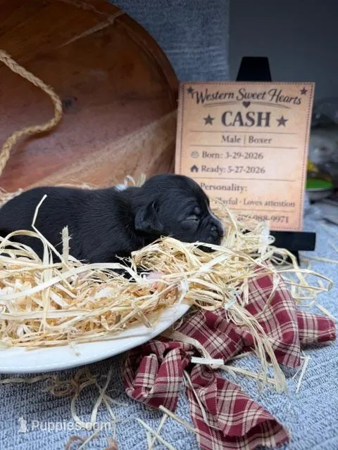 Cash- AKC-Male – Boxer puppy for sale in Turlock, CA