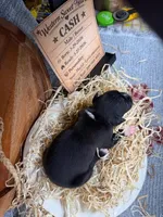 Cash- AKC-Male, a male Boxer for sale in Turlock, CA – Photo 2 of 4