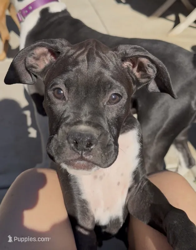 Cash- AKC-Male – Boxer puppy for sale in Turlock, CA