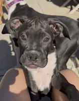 Cash- AKC-Male, a male Boxer for sale in Turlock, CA – 1 of 10