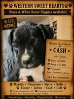Cash- AKC-Male, a male Boxer for sale in Turlock, CA – 4 of 10