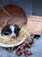Cheyenne- AKC-Female, a male Boxer for sale in Turlock, CA – Photo 1 of 4