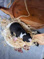 Cheyenne- AKC-Female, a male Boxer for sale in Turlock, CA – Photo 2 of 4