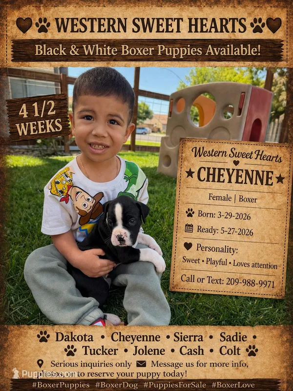 Cheyenne- AKC-Female – Boxer puppy for sale in Turlock, CA