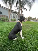 Cheyenne- AKC-Female, a male Boxer for sale in Turlock, CA – Photo 3 of 4