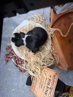 Jolene- AKC-Female, a male Boxer for sale in Turlock, CA – Photo 2 of 4