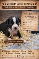 Jolene- AKC-Female, a female Boxer for sale in Turlock, CA – 7 of 10