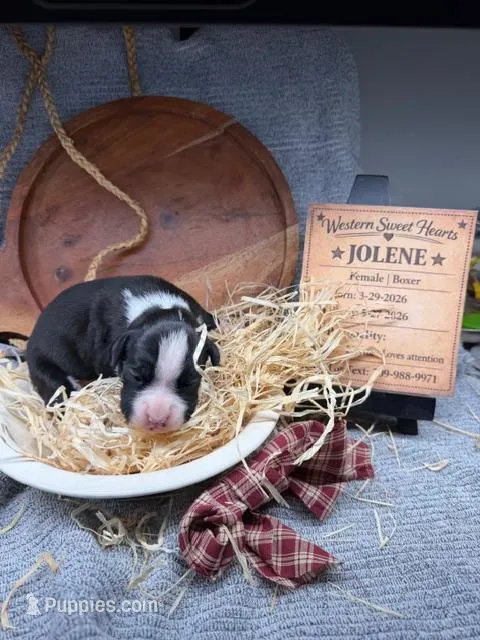 Jolene- AKC-Female – Boxer puppy for sale in Turlock, CA