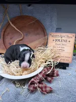 Jolene- AKC-Female, a male Boxer for sale in Turlock, CA – Photo 1 of 4