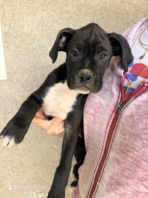 Tucker- AKC-Male – Boxer puppy for sale in Turlock, CA