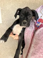 Tucker- AKC-Male, a male Boxer for sale in Turlock, CA – 1 of 9