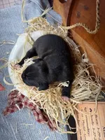 Colt- AKC-Male, a male Boxer for sale in Turlock, CA – Photo 2 of 4