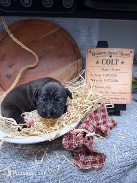 Colt- AKC-Male – Boxer puppy for sale in Turlock, CA