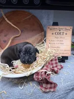 Colt- AKC-Male, a male Boxer for sale in Turlock, CA – Photo 1 of 4