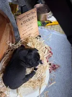 Tucker- AKC-Male, a male Boxer for sale in Turlock, CA – Photo 2 of 4