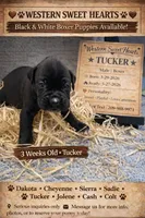 Tucker- AKC-Male, a male Boxer for sale in Turlock, CA – 5 of 9