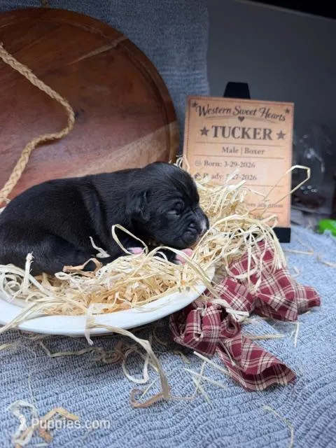 Tucker- AKC-Male – Boxer puppy for sale in Turlock, CA