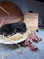 Tucker- AKC-Male, a male Boxer for sale in Turlock, CA – Photo 1 of 4