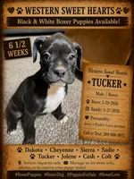 Tucker- AKC-Male, a male Boxer for sale in Turlock, CA – 3 of 9