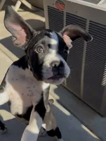 Jolene- AKC-Female, a female Boxer for sale in Turlock, CA – 2 of 10
