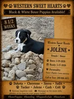 Jolene- AKC-Female, a female Boxer for sale in Turlock, CA – 4 of 10
