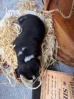 Sierra- AKC-Female, a male Boxer for sale in Turlock, CA – Photo 2 of 4