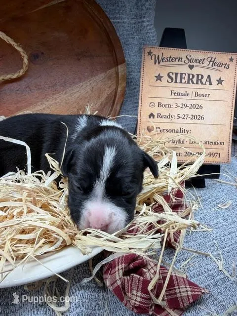Sierra- AKC-Female – Boxer puppy for sale in Turlock, CA