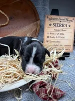 Sierra- AKC-Female, a male Boxer for sale in Turlock, CA – Photo 1 of 4