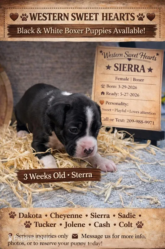 Sierra- AKC-Female – Boxer puppy for sale in Turlock, CA