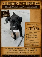 Tucker- AKC-Male, a male Boxer for sale in Turlock, CA – 2 of 9