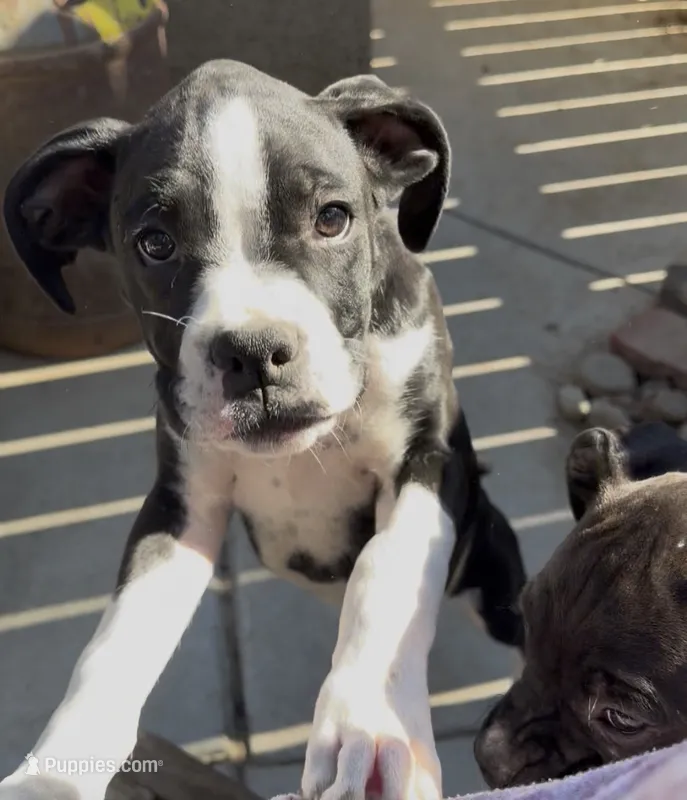 Jolene- AKC-Female – Boxer puppy for sale in Turlock, CA