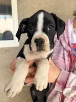 Jolene- AKC-Female, a female Boxer for sale in Turlock, CA – 3 of 10