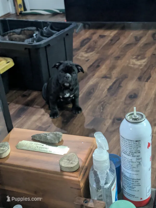 Runt with a big personality  – American Bully puppy for sale in Marion, OH