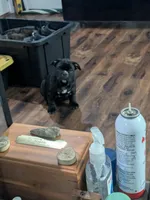 Runt with a big personality , a female American Bully for sale in Marion, OH – Photo 2 of 10