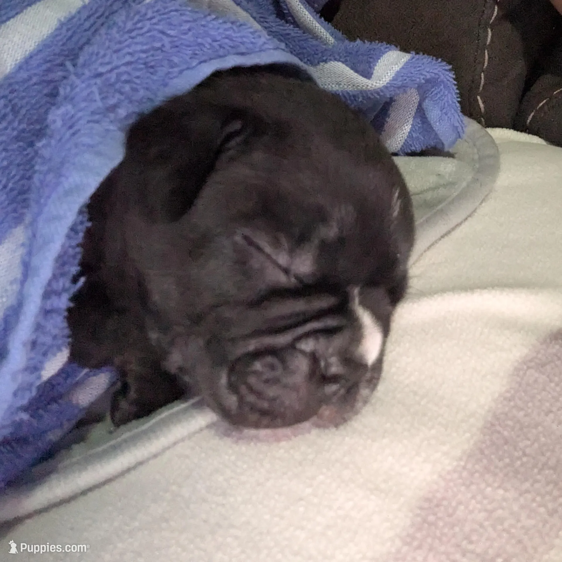 Runt with a big personality 