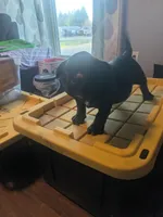 Runt with a big personality , a female American Bully for sale in Marion, OH – Photo 10 of 10