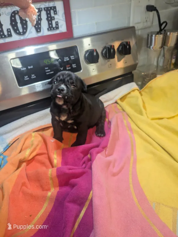 Runt with a big personality , a female American Bully for sale in Marion, OH – Photo 1 of 1