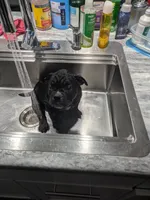 Runt with a big personality , a female American Bully for sale in Marion, OH – Photo 9 of 10