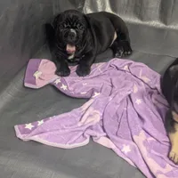 Runt with a big personality , a female American Bully for sale in Marion, OH – Photo 5 of 10