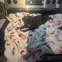 Runt with a big personality , a female American Bully for sale in Marion, OH – Photo 6 of 10