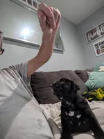 Runt with a big personality , a female American Bully for sale in Marion, OH – Photo 7 of 10