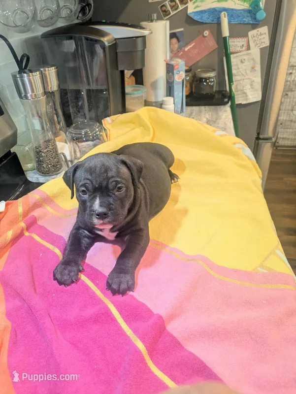 Big Blue, a male American Bully for sale in Marion, OH – Photo 1 of 1