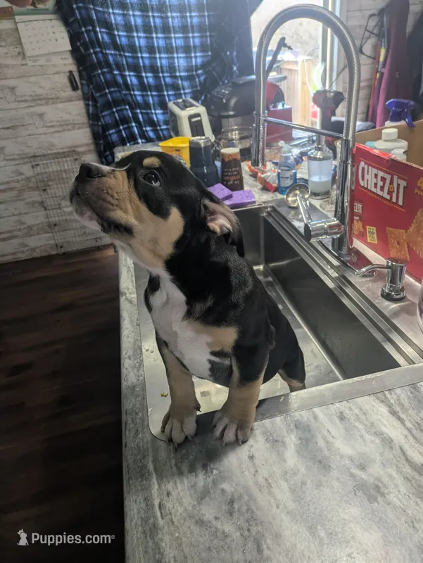 Pretty Girl – American Bully puppy for sale in Marion, OH