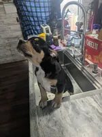 Pretty Girl, a female American Bully for sale in Marion, OH – Photo 1 of 3