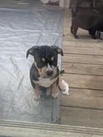 Pretty Girl, a female American Bully for sale in Marion, OH – Photo 3 of 3